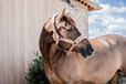 Kentucky Horsewear Teddy Fleece Halster Oud Roze Pony
