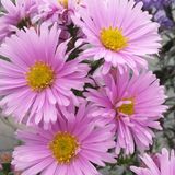 Arborix Aster 6 x Novi Belgii 'Sarah Ballard' - Herfstaster pot 9x9 cm