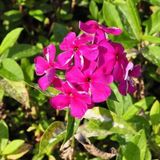 Arborix Phlox 6 x Phlox 'Rijnstroom' - Vlambloem pot 9x9cm - Rijke bloei