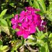 Arborix Phlox 6 x Phlox 'Rijnstroom' - Vlambloem pot 9x9cm - Rijke bloei