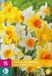 Jub Holland Narcissen Grootkronig Mix - 15 stuks