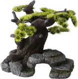 Aqua Della Bonsai - 26 x 17,5 x 24cm
