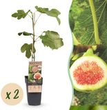 Green boutiQ - Vijgenboom - Ficus carica 'Brown Turkey' - Winterhard - Groen - Violette vruchten - 2 planten - Pot van 15 cm - Hoogte 50 cm
