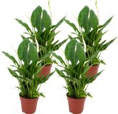 ZynesFlora Spathiphyllum Lepelplant in Ø 12 cm Plantenpot - 4 Stuks - Hoogte: 35 - 40 cm - Peace Lily Vredeslelie Luchtzuiverende Kamerplant
