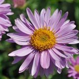 Arborix Aster 6 x Aster Alpinus 'Happy End' - Voorjaarsaster pot 9x9cm