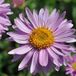 Arborix Aster 6 x Aster Alpinus 'Happy End' - Voorjaarsaster pot 9x9cm