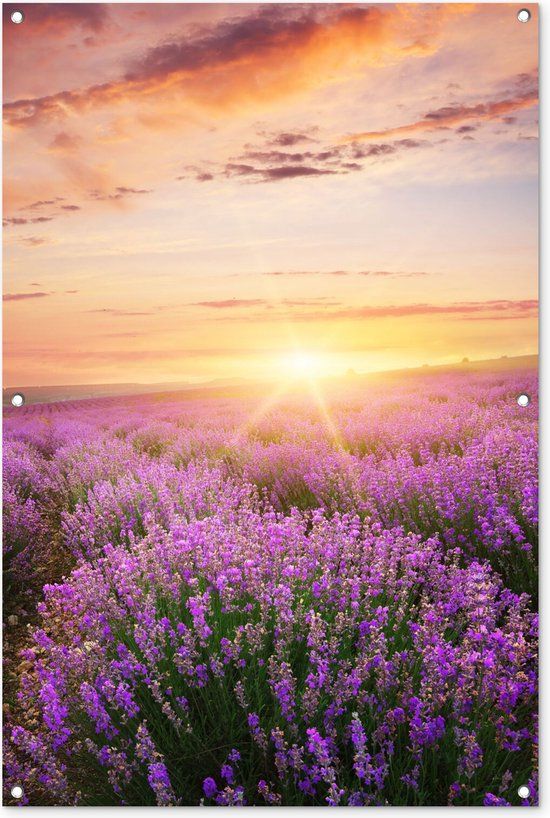 GreatGardenPosters Tuinposter Bloemen Lavendel 80x120 cm - Tuindoek - Wanddecoratie - PVC - Rechthoek - Zomer