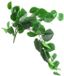 Merkloos Kunstplant steker/hang Dioscorea fr Countryfield