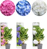 Bloomique - Mix van 3 - Hydrangea Macrophylla - Roze, Blauw, Wit - Hortensia - Boerenhortensia - Tuinplanten - Winterhard - Hoogte 20-30 cm - Pot 10,5 cm