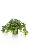 Emerald Hedera green in pot 19 cm kunstplant Emerald