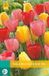 JUB Tulipa Darwin hybride Mix JUB, 10 bloembollen