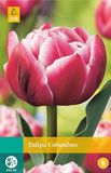 Jub Tulipa Columbus bloembollen 7 bollen Tulp JUB