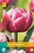 Jub Tulipa Columbus bloembollen 7 bollen Tulp JUB