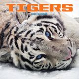 Magnet & Steel Tijger Kalender 2027 Wandkalender