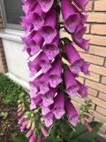 GRDplanten Groendecor Tuinarchitectuur 6x Vingerhoedskruid - Digitalis purpurea | 9x9 cm pot