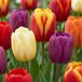 Green boutiQ - 35x Tulipa Triumph mix - Triomf-tulp mix - Diversen - Voorjaarsbloeier - Bolmaat 11/17