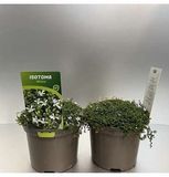 GRDplanten Isotoma 6x Isotoma fluviatilis 'Alba' ('white') | 9x9 cm pot