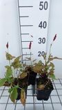 GRDplanten Duizenknoop 6x Duizenknoop - Persicaria ampl. 'Anne's Choice' | 9x9 cm pot