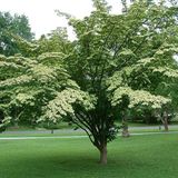 Arborix Cornus Kousa - Kornoelje 50-60 cm in pot
