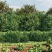 Clôture en treillis-grillage de jardin métallique et piquet d'ancrage vert 2x25 m