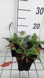 GRDplanten Groendecor Tuinarchitectuur 6x Duizenknoop - Persicaria ampl. 'Pink Elephant' | 9x9 cm pot