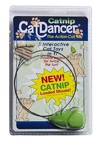 Catnip kat danser