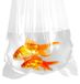 Boîtes de pêche en plastique transparent pour le transport de poissons - Lot de 50