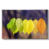 Homemania Wandafbeelding, natuurlijke kleuren, voor woonkamer, slaapkamer, meerkleurig, 45 x 3 x 70 cm, HM20KNV45 x 70 – 271, polyester, hout