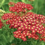 Arborix Achillea 6 x Achillea Millefolium 'Paprika' - Duizendblad Pot 9x9 cm - Roodoranje Bloemen