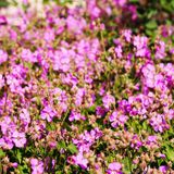 Bloomique - Set van 3 - Geranium Cantabrigiense Cambridge - Ooievaarsbek - Lila Bloemen - Winterhard - Hoogte 10-20 cm - Pot 9x9 cm