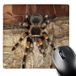3dRose Mexicaanse rode knoop tarantula spin, Mexico - Sa13 Aje0001 - Adam Jones muismat