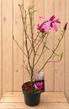Warentuin Natuurlijk Magnolia Liliiflora 'Susan' 110 cm