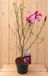 Warentuin Natuurlijk Magnolia Liliiflora 'Susan' 110 cm