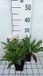 GRDplanten Groendecor Tuinarchitectuur 6x Stokesia - Stokesia laevis 'Alba' | 9x9 cm pot