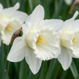 Green boutiQ - 60x Narcissus Mount Hood - Trompetnarcis - Wit - Voorjaarsbloeier - Bolmaat 10/12