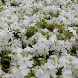 Arborix Phlox 6 x Phlox 'Calvides White' - Vlambloem pot 9x9cm