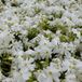 Arborix Phlox 6 x Phlox 'Calvides White' - Vlambloem pot 9x9cm