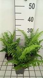GRDplanten Groendecor Tuinarchitectuur 6x Zwaardvaren - Polystichum munitum | 9x9 cm pot