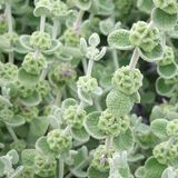 Arborix Bol 6 x Ballota Pseudodictamnus - Ballote pot 9x9cm