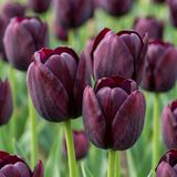boutiQ - 24x Tulipa Triumph Noir