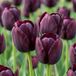 Green boutiQ - 24x Tulipa Triumph Black