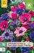 Jub Anemone cor. Paars-roze Mix bloembol JUB 15 stuks