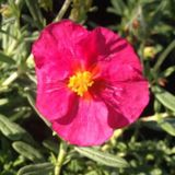 Arborix Helianthemum 6 x Helianthemum 'Ben Hope' - Zonneroosje pot 9x9cm - Rijke bloei, Droogtetolerant