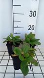GRDplanten Groendecor Tuinarchitectuur 6x Schoenlappersplant - Bergenia hybr. 'Silberlicht' | 9x9 cm pot