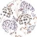 Ambiance Sticker Vliesbehang voorgelijmd reuzenmuurschilderingen fresco bloemen landelijke vintage aquarel wit - H120 x L120 cm