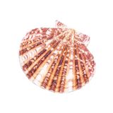 Decoratieve schelpen van sint-jakobsschelpen, natuurlijk, gesorteerd in grootte, subtiele kleuren, ideaal voor knutselen, decoreren en knutselen.