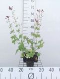 GRDplanten Groendecor Tuinarchitectuur 6x Ooievaarsbek - Geranium phaeum | 9x9 cm pot