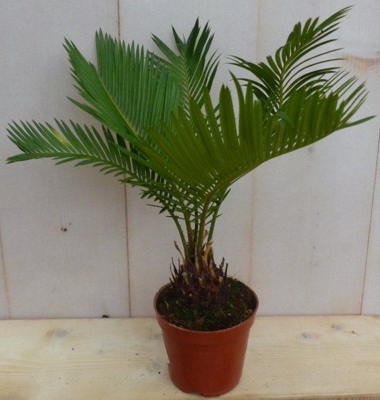 Warentuin natuurlijk - Kamerplant Palmvaren Cycas