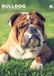 CalendarsRUs Engelse Bulldog A3 Kalender 2027