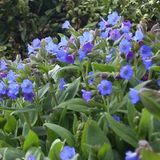 Arborix 6 x Pulmonaria Angustifolia 'Azurea' - Longkruid - Blauwe bloemen, smal blad